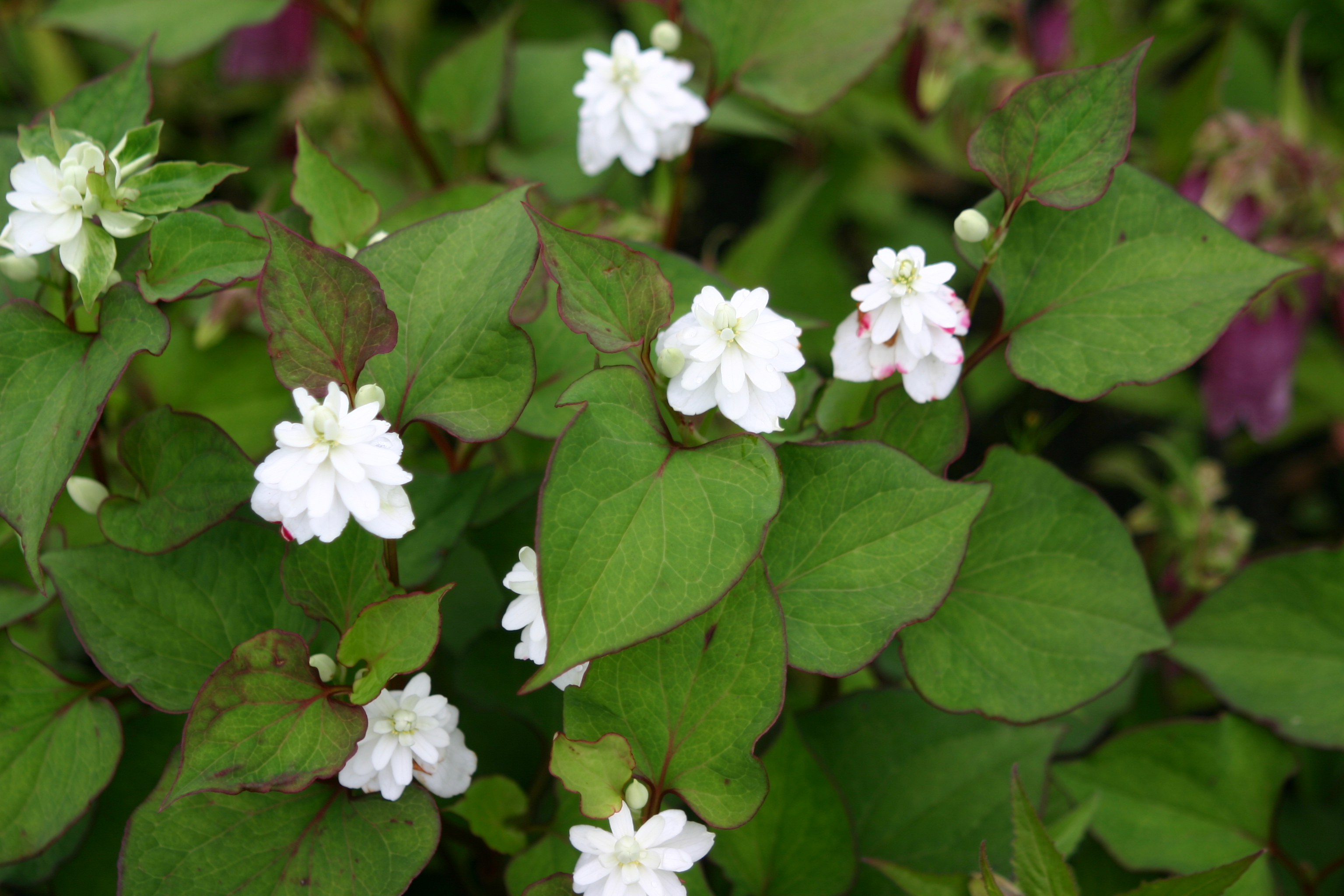 Houttuynia cordata 'Plena'